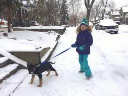 Keeping Your Dog Clean During Cold Seasons
